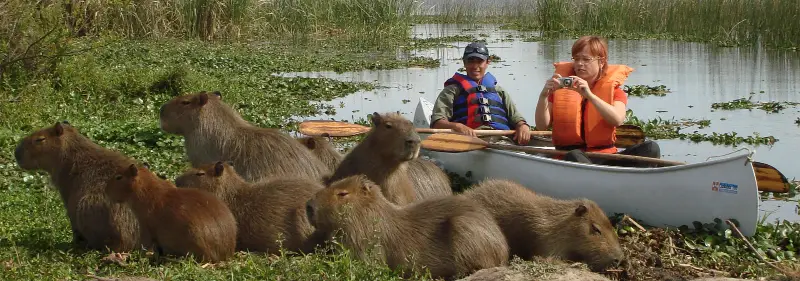 Canoe Canoe