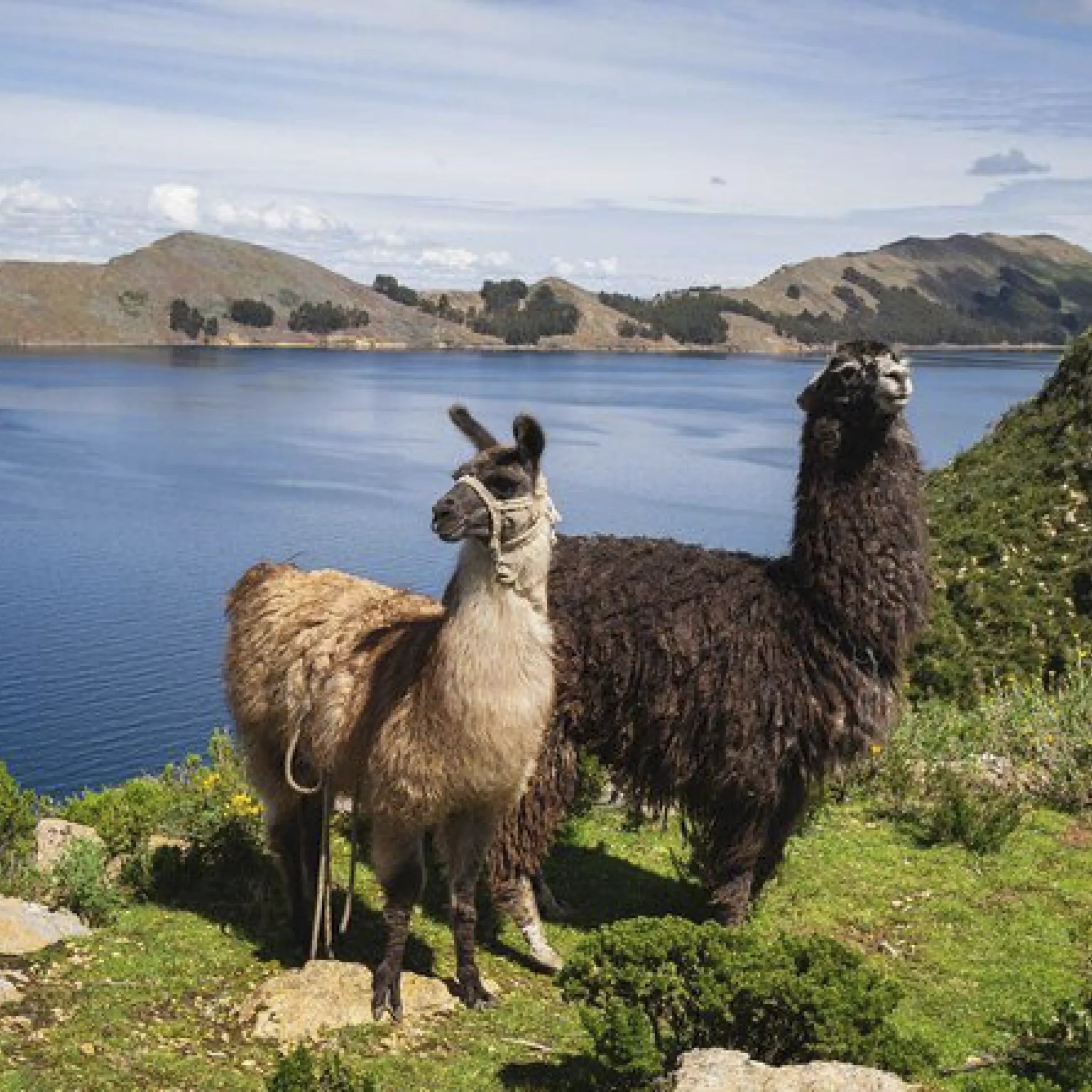 Lama Lama